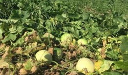 今日吃瓜 今日吃瓜地址,探寻热门话题背后的真相与趣味