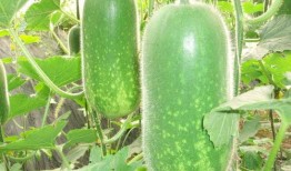 今日必吃大瓜每日吃瓜fun 吃瓜网每日大赛,跟随吃瓜网，畅享瓜界盛宴