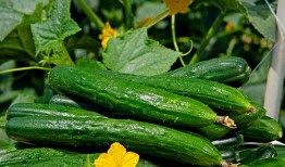 52每日大瓜视频